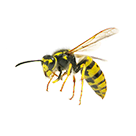 Bees and Wasps Control