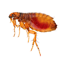 Flea Control